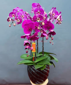 Lan hồ điệp tím 5 cành tặng tân gia