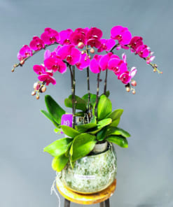 Lan hồ điệp tím 5 cành trưng nội thất văn phòng