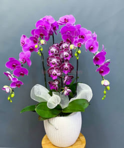 Lan hồ điệp tím đại diện cho sự giàu sang, phú quý