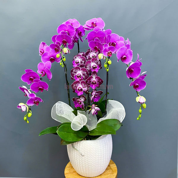 Lan hồ điệp tím đại diện cho sự giàu sang, phú quý