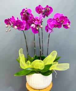 Lan hồ điệp tím mang đến sự may mắn và thành công