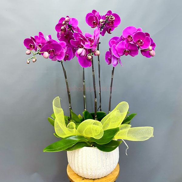 Lan hồ điệp tím mang đến sự may mắn và thành công