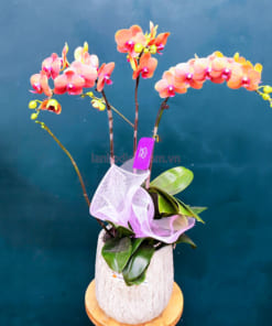 Ý nghĩa chậu hoa lan hồ điệp 3 cành màu cam