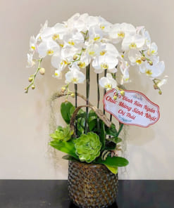 Chậu lan hồ điệp 6 cành trắng chúc mừng sinh nhật