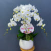 Chậu lan hồ điệp trắng 6 cành