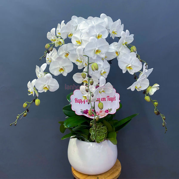 Chậu lan hồ điệp trắng 6 cành