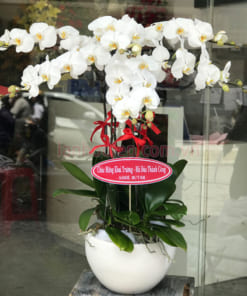 Cách chăm sóc chậu lan hồ điệp 6 cành trắng