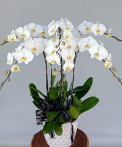 Chậu hoa hồ điệp 8 cành trắng làm quà tặng