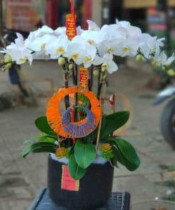 Chậu hoa hồ điệp trắng tặng Tết