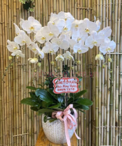 Chậu lan 6 cành hồ điệp trắng làm quà tặng