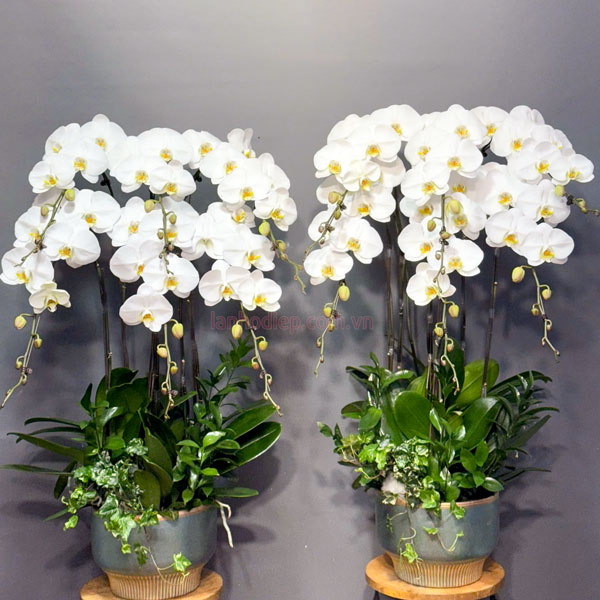 Chậu lan hồ điệp 6 cành trắng