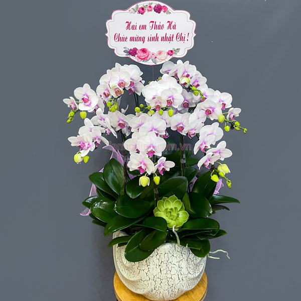 Chậu lan hồ điệp 8 cành mừng sinh nhật