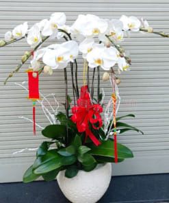 Chậu lan hồ điệp trắng 6 cành trang trí Tết