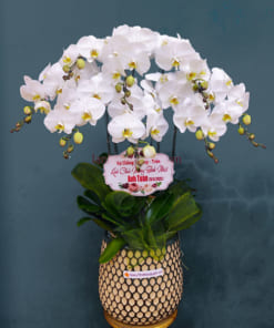 Chậu lan hồ điệp trắng cao cấp 8 cành