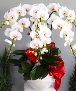 Chậu lan hồ điệp trắng má hồng tặng Tết