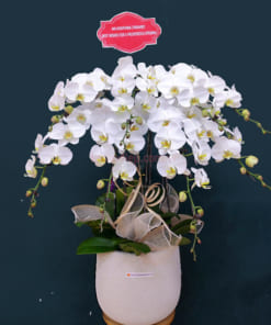 Chậu lan hồ điệp trắng phong thủy với 8 cành hoa đẹp