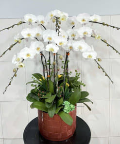 Chậu hoa hồ điệp 8 cành trắng trang trí văn phòng