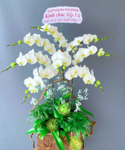 Hoa hồ điệp trắng chậu 8 cành