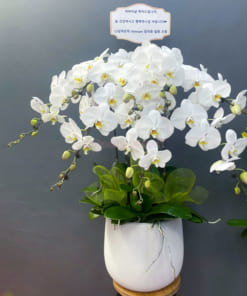 Hướng dẫn cách chăm sóc chậu hồ điệp 8 cành trắng