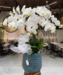 Chậu hoa lan hiệp trắng trang trí phòng khách