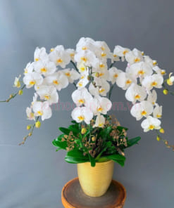Nơi bán chậu hoa hồ điệp trắng 6 cành