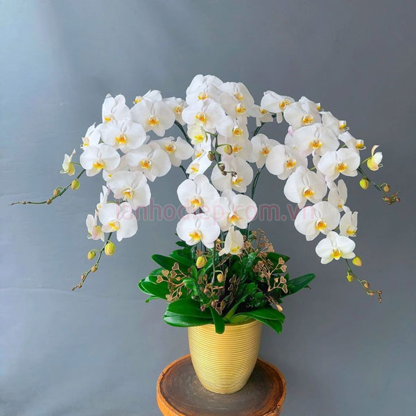 Nơi bán chậu hoa hồ điệp trắng 6 cành