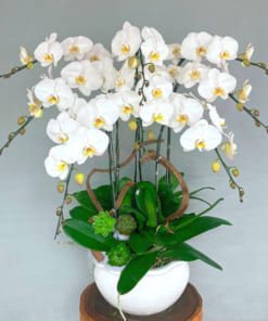 Tổng hợp mẫu chậu hoa lan hiện 8 cành