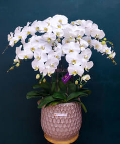 Ý nghĩa chậu hoa hồ điệp trắng 8 cành