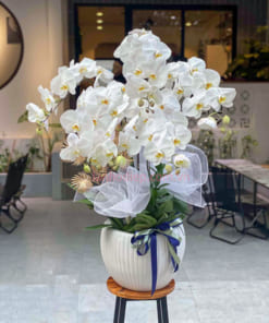 Ý nghĩa chậu lan hồ điệp trắng 6 cành
