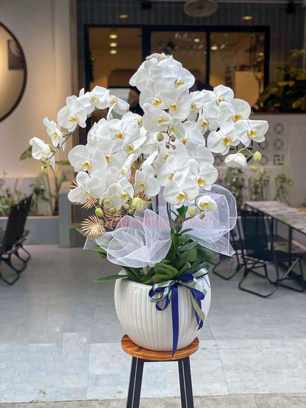 Ý nghĩa chậu lan hồ điệp trắng 6 cành
