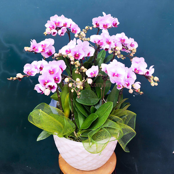 Chậu hoa hồ điệp mini hồng