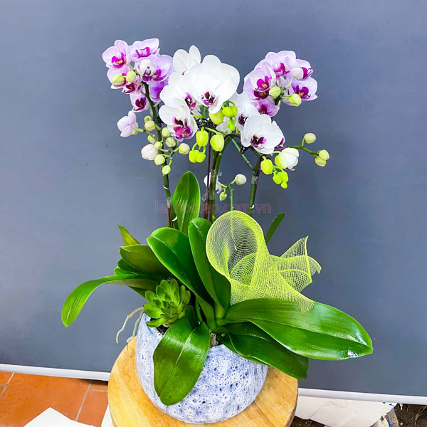 Chậu hoa hồ điệp mini làm quà tặng