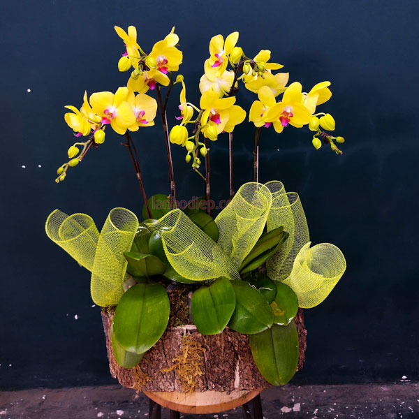 Chậu hoa hồ điệp vàng mừng khai trương