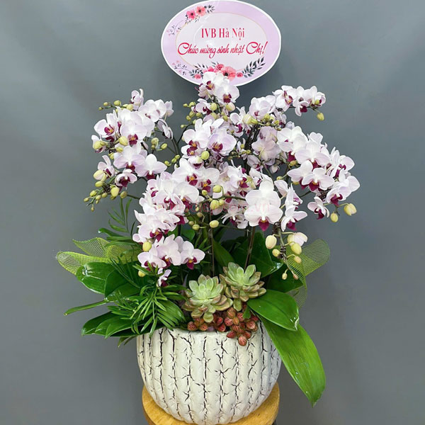 Chậu hoa tiểu hồ điệp trắng mừng sinh nhật
