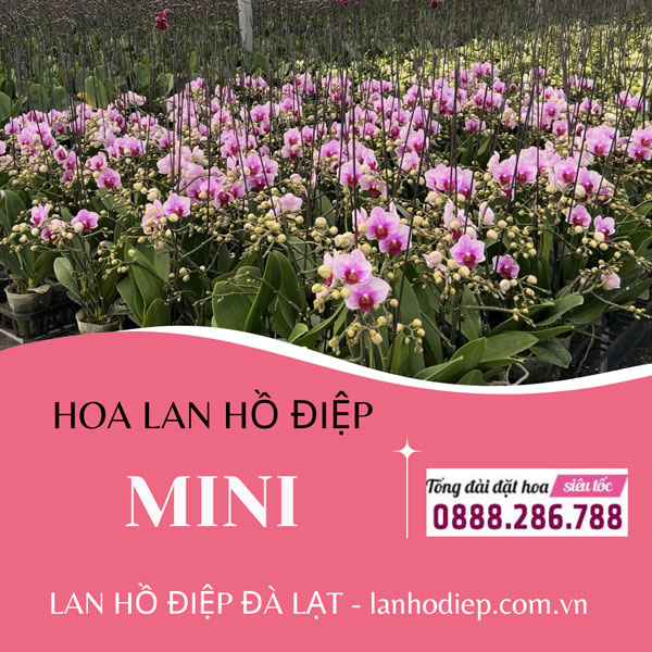 Lan hồ điệp mini