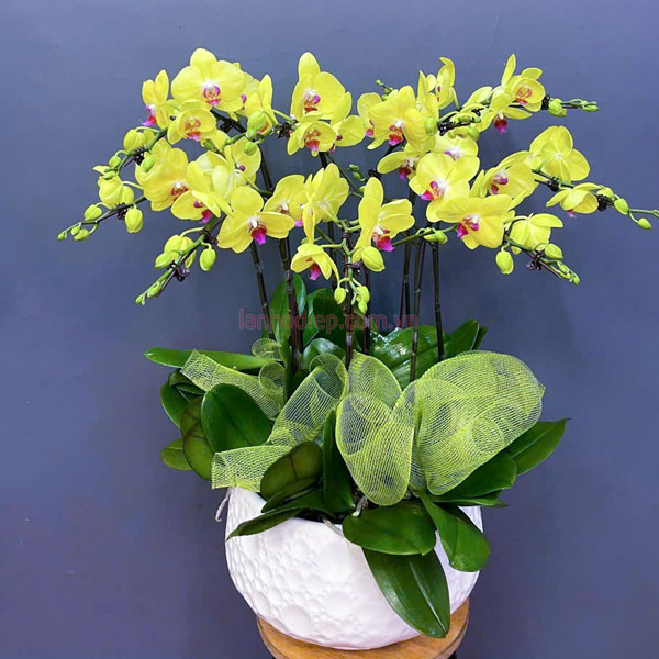 Nơi bán hoa lan hồ điệp mini tại Hà Nội
