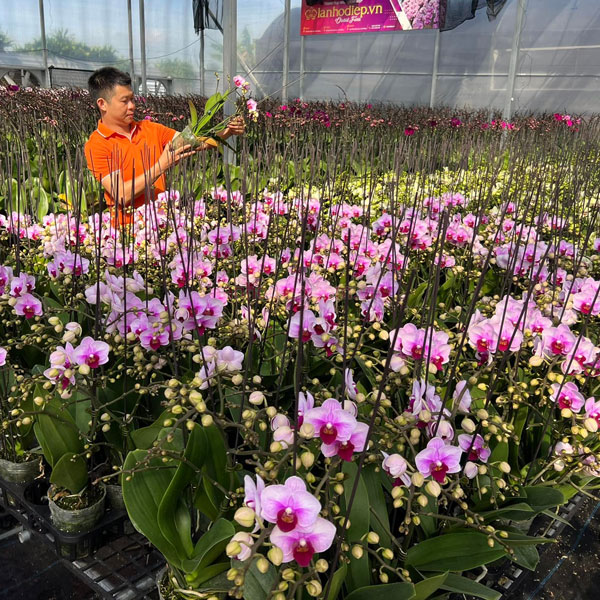 Tiểu hồ điệp hồng