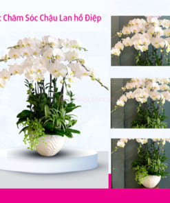 Cách chăm sóc chậu hoa lan hồ điệp 10 cành