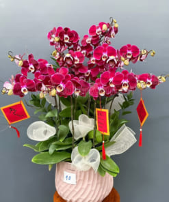 Chậu hoa hồ điệp đỏ 10 cành trang trí Tết