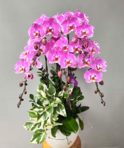 Châu lan hồ điệp hồng 5 cành tặng tân gia