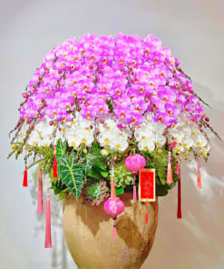 Chậu lan đa sắc tài phát 68 cành trưng Tết