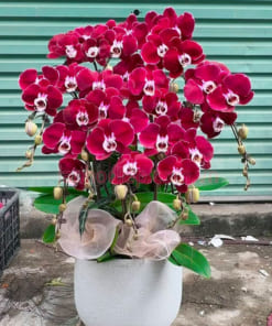 Chậu hoa lan hồ điệp 10 cành đẹp