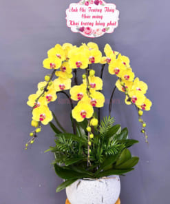 Chậu lan hồ điệp 5 cành màu mang làm quà tặng