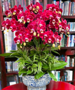 Chậu hoa lan hồ điệp 10 cành màu đỏ đẹp