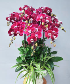 Chậu hoa lan hồ điệp đổ tặng khai trương 10 cành