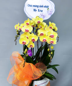 Chậu lan hồ điệp vàng làm quà tặng sinh nhật