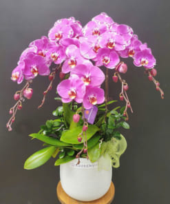 Chậu hoa lan hồng mừng sinh nhật 5 cành