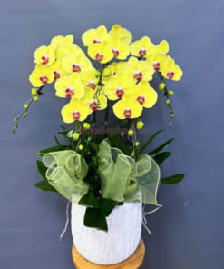 Sắc vàng tươi sáng của lan hồ điệp 5 cành mang đến năng lượng tích cực