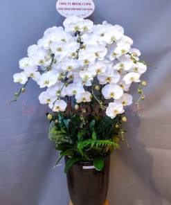 Chậu lan 10 cành trắng làm quà tặng sinh nhật