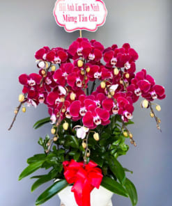 Chậu lan đỏ ngọc trai 10 cành mừng tân gia